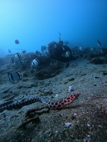 Tiger Snake Eel