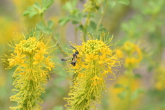 Epinomia