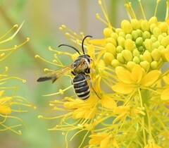 Epinomia