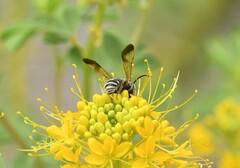 Epinomia
