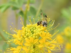 Epinomia