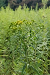 Euthamia graminifolia nuttallii
