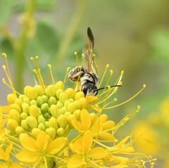 Epinomia