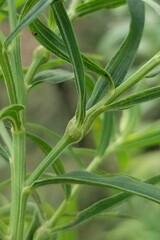 Euthamia graminifolia nuttallii