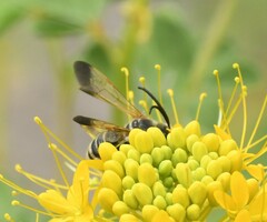 Epinomia
