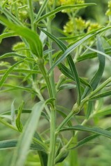 Euthamia graminifolia nuttallii