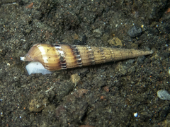 Hastula rufopunctata