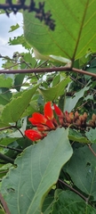 Erythrina breviflora