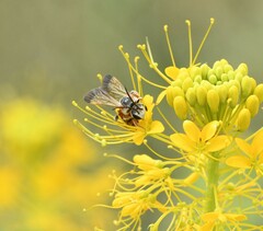 Epinomia