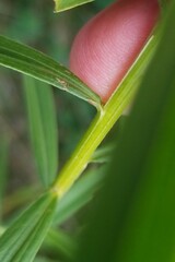 Euthamia graminifolia nuttallii