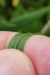 Euthamia graminifolia nuttallii