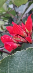 Erythrina breviflora