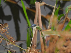 Micrathyria aequalis