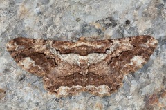 Coremecis nigrovittata