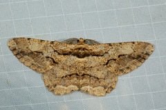 Coremecis nigrovittata