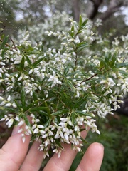 Leucopogon pimeleoides