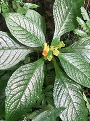 Chrysothemis friedrichsthaliana