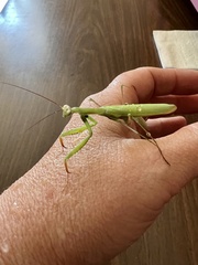 Mantis religiosa