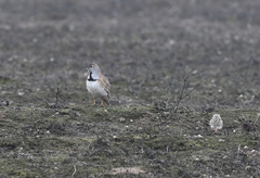 Thinocorus rumicivorus
