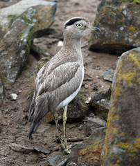 Burhinus superciliaris