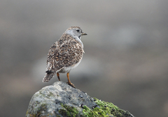 Thinocorus rumicivorus