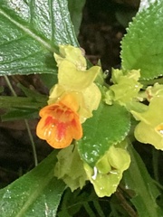 Chrysothemis friedrichsthaliana