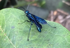 Chalybion californicum