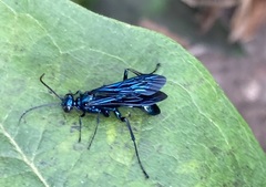 Chalybion californicum