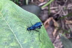 Chalybion californicum