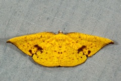 Corymica