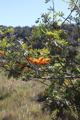Grevillea robusta, recorded flowering