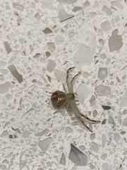 Mecaphesa