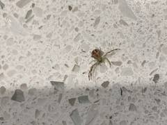 Mecaphesa