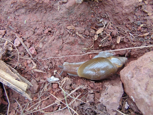 Euglandina vanuxemensis