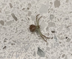 Mecaphesa