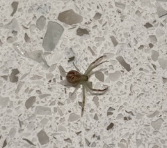 Mecaphesa