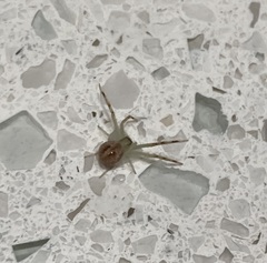 Mecaphesa