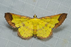 Corymica latimarginata