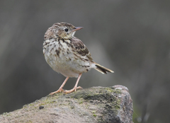 Anthus peruvianus