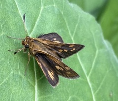 Polites peckius