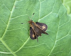 Polites peckius