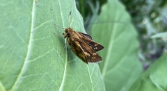 Polites peckius