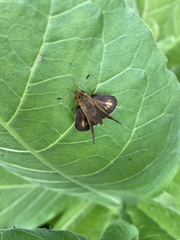 Polites peckius
