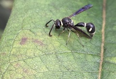 Eumenes fraternus