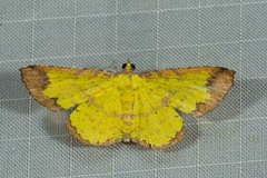 Corymica latimarginata