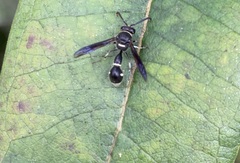 Eumenes fraternus