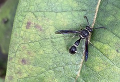 Eumenes fraternus