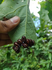 Leptinotarsa undecimlineata