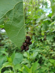 Leptinotarsa undecimlineata