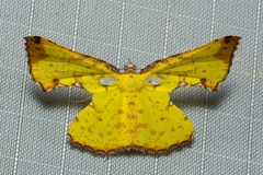 Corymica pryeri